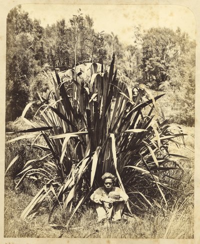 Estudo de um Bush de linho com um menino nativo no rio Wairere, 1869 (albumen print) de Daniel Louis Mundy